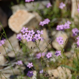 Gilia flavocincta unspecified picture