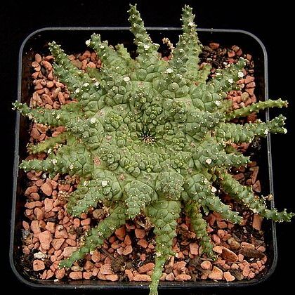 Euphorbia brevirama unspecified picture