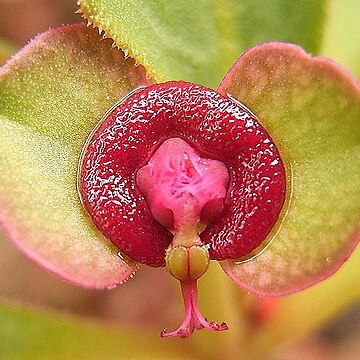 Euphorbia mafingensis unspecified picture