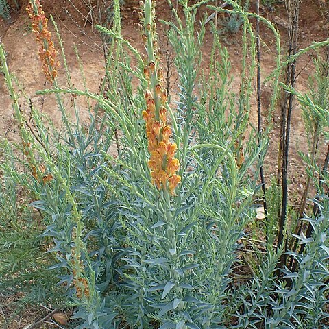 Linaria ventricosa unspecified picture