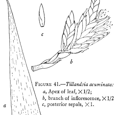 Tillandsia acuminata unspecified picture