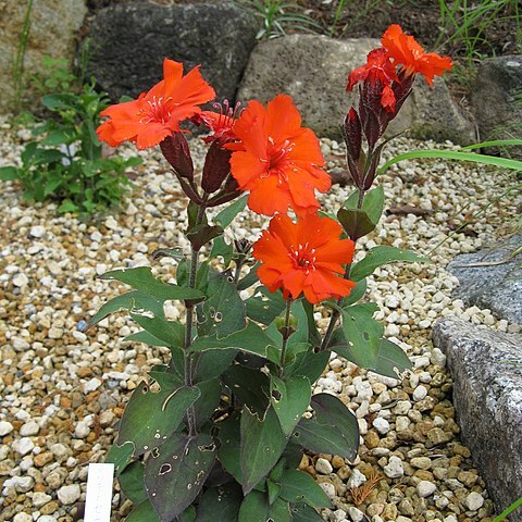 Silene sieboldii unspecified picture