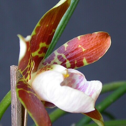 Scuticaria hadwenii var. hadwenii unspecified picture