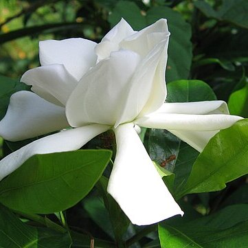 Gardenia gummifera unspecified picture