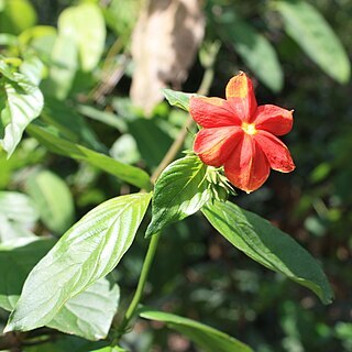 Mussaenda elegans unspecified picture