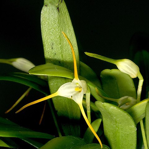 Masdevallia attenuata unspecified picture