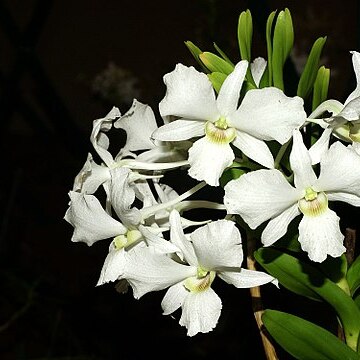 Dendrobium sanderae unspecified picture