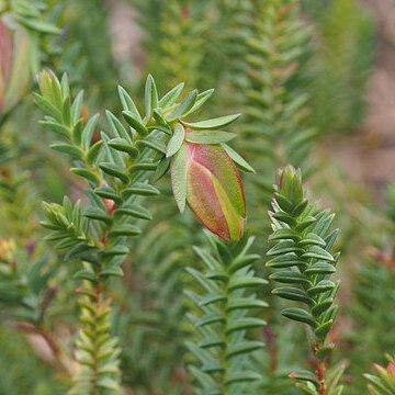 Darwinia carnea unspecified picture