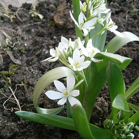 Ornithogalum oligophyllum unspecified picture