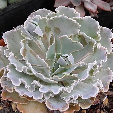 Echeveria shaviana unspecified picture