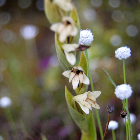 Habenaria heyneana unspecified picture