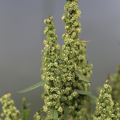 Rumex japonicus unspecified picture