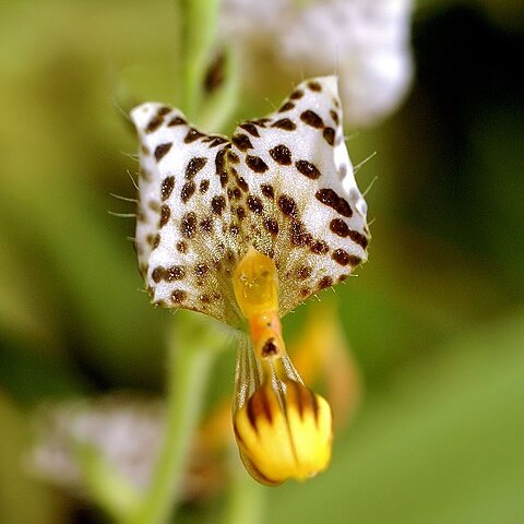 Ponthieva maculata unspecified picture