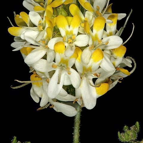 Polycarena aurea unspecified picture