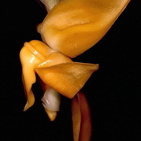 Stanhopea annulata unspecified picture