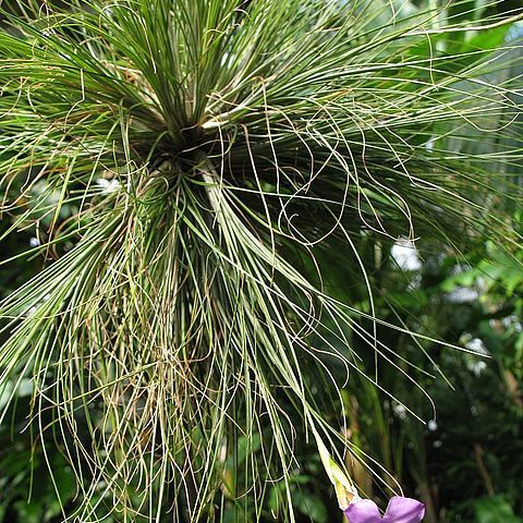 Tillandsia linearis unspecified picture