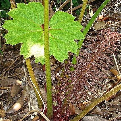 Gunnera killipiana unspecified picture