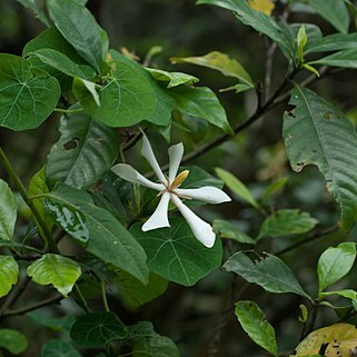 Gardenia schlechteri unspecified picture