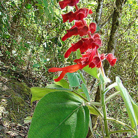 Salvia libanensis unspecified picture