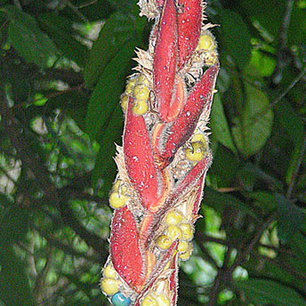 Heliconia mutisiana unspecified picture