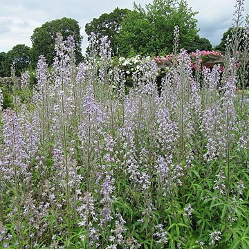 Delphinium requienii unspecified picture