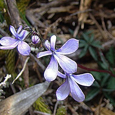 Lobelia irasuensis unspecified picture