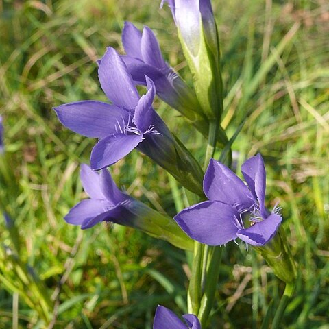 Gentianopsis unspecified picture