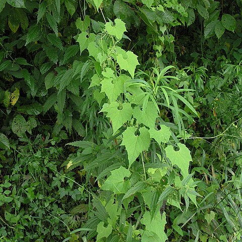 Schizopepon bryoniifolius unspecified picture