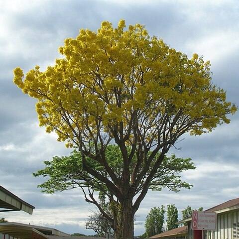 Roseodendron unspecified picture