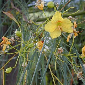 Parkinsonia unspecified picture