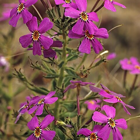 Jamesbrittenia glutinosa unspecified picture