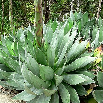 Agave obscura unspecified picture