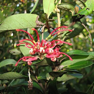 Grevillea miqueliana unspecified picture