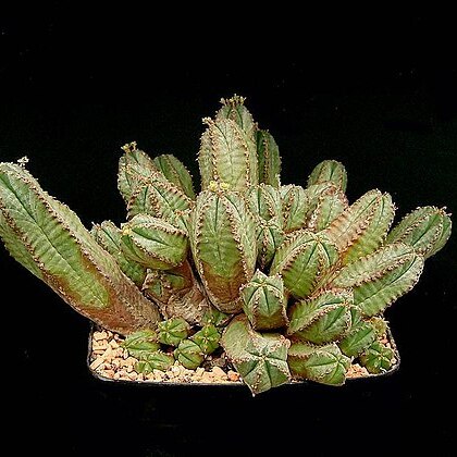 Euphorbia nesemannii unspecified picture