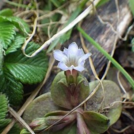 Gentiana aquatica unspecified picture