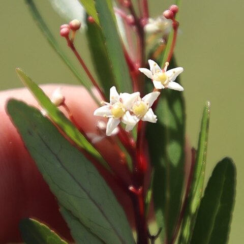 Gymnosporia bachmannii unspecified picture