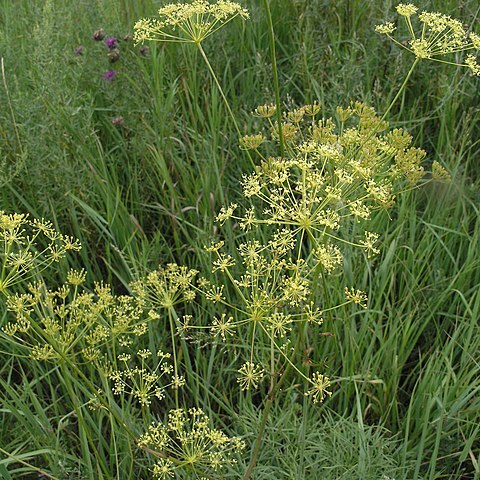 Peucedanum morisonii unspecified picture