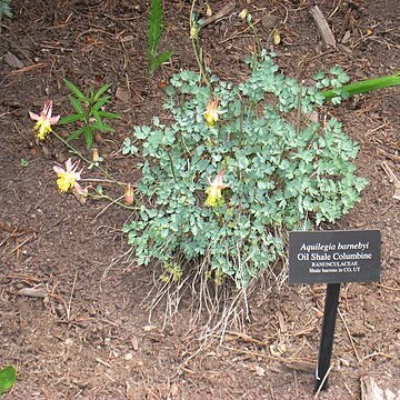 Aquilegia barnebyi unspecified picture