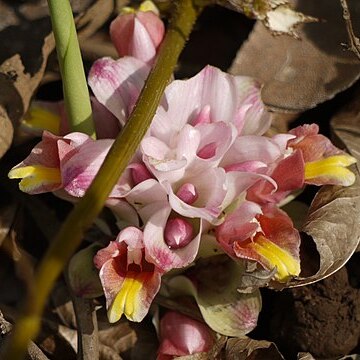 Curcuma mutabilis unspecified picture