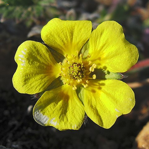 Potentilla hookeriana unspecified picture