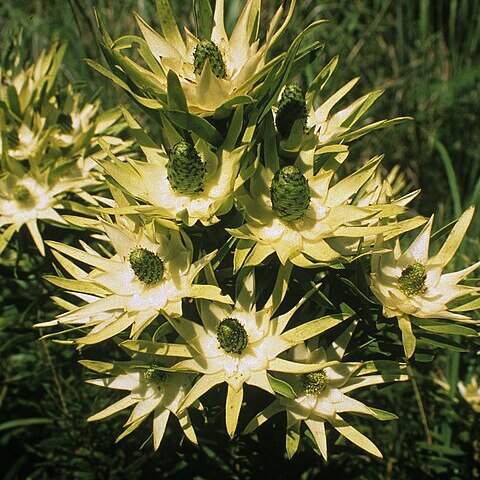 Leucadendron spissifolium unspecified picture