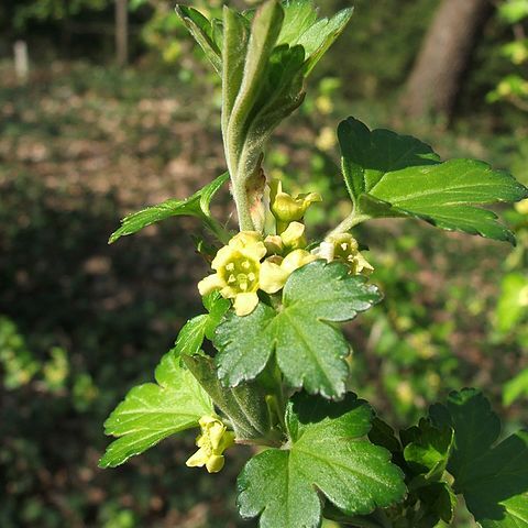 Ribes fasciculatum var. chinense unspecified picture