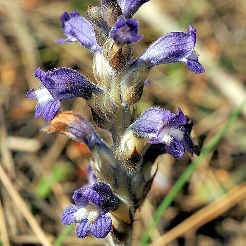 Orobanche mutelii unspecified picture