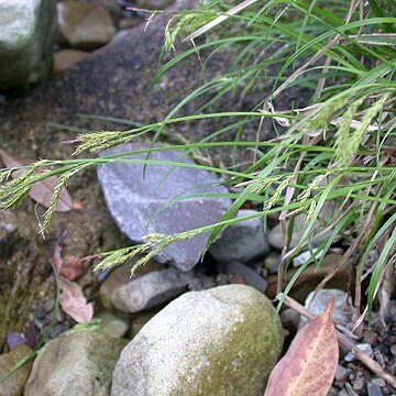 Carex curvicollis unspecified picture