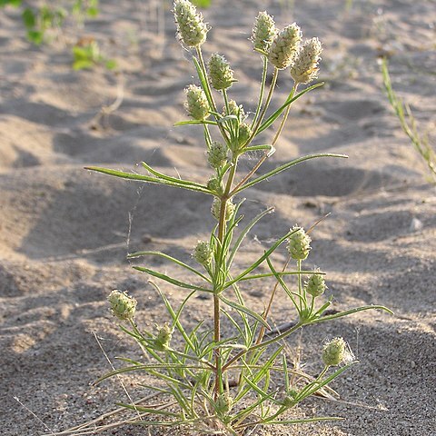 Plantago indica unspecified picture