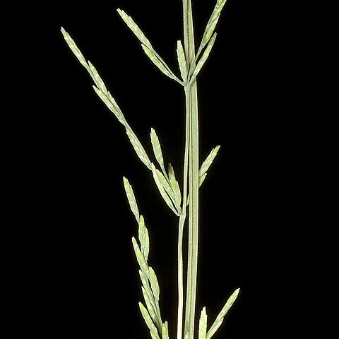 Puccinellia stricta unspecified picture