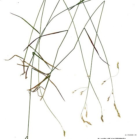 Poa sierrae unspecified picture