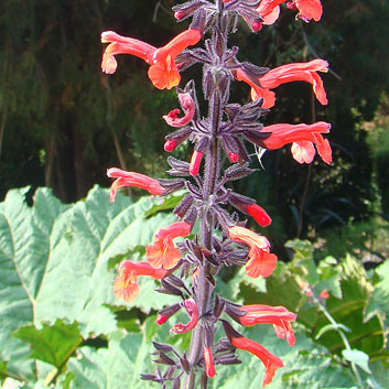 Salvia rubescens unspecified picture