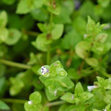 Lindernia parviflora unspecified picture