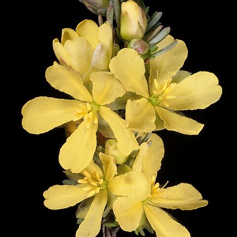 Hibbertia rupicola unspecified picture